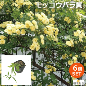 楽天市場 モッコウバラ 黄色 苗の通販