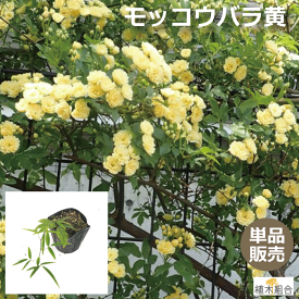 楽天市場 モッコウバラ 苗物 ガーデニング 農業 花 ガーデン Diyの通販