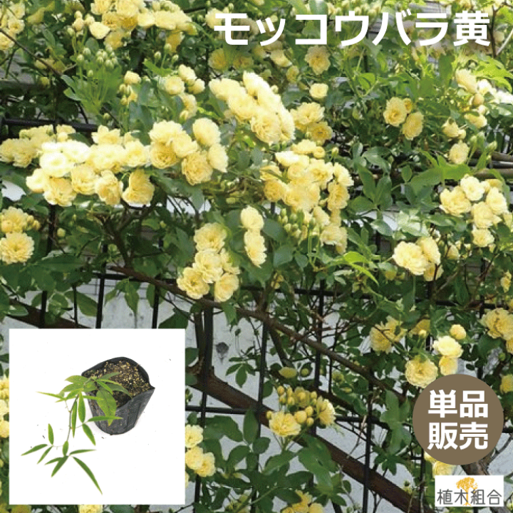 楽天市場 単品販売 モッコウバラ 黄花 苗 長さｃｍ位 10 5ｃｍポット入り ナチュラルガーデン 人気の 植木 庭木 ガーデンプランツ ガーデニング 植木組合より産地直送 植木生産組合直営 黄色 もっこうばら 植木組合