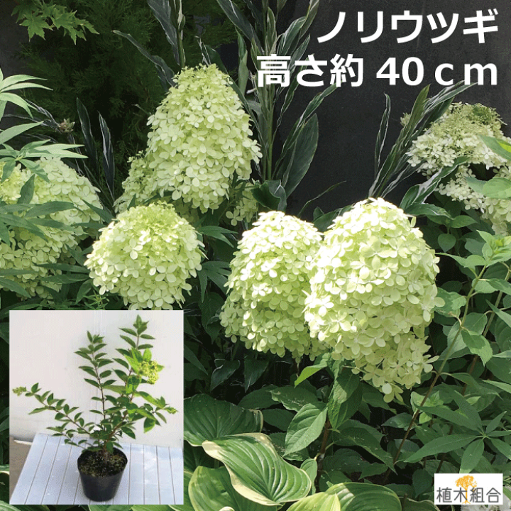 楽天市場 ノリウツギ ライムライト 高さ約40 50ｃｍ 13 5ｃｍポット入り うつぎ 空木 ピラミッドアジサイ ハイドランジア おしゃれな庭に 人気の 植木 庭木 ガーデニング 植木組合より産地直送 植木生産組合直営 落葉低木 ホワイトガーデン 落葉低木 植木組合
