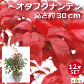 楽天市場 玄関 植木 ガーデニング 農業 花 ガーデン Diyの通販