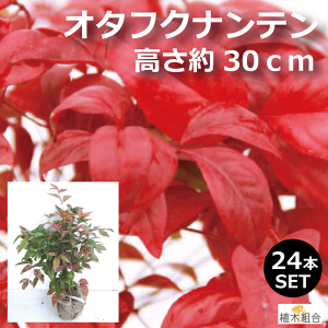 植木 盆栽 オタフクナンテンの人気商品 通販 価格比較 価格 Com