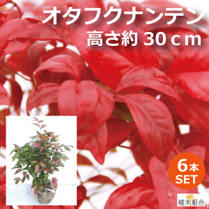 花壇 Diy 木 植木 盆栽の人気商品 通販 価格比較 価格 Com 花壇 Diy 木 植木 盆栽の人気商品 通販 価格比較 価格 Com