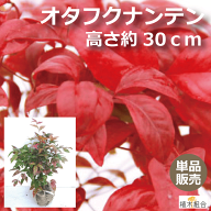 【単品販売】オタフクナンテン　根巻苗　高さ約30cm　 常緑低木　縁起木　お多福南天　五色南天　細い花…