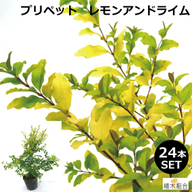 【24本セット】プリペット　レモンアンドライム　高さ約30cm　常緑　半常緑　低木　人気の　植木　庭木　ガーデンプランツ　ガーデニング 植木組合より産地直送　植木生産組合直営