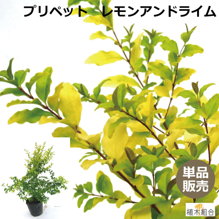 楽天市場 単品販売 プリペット レモンアンドライム 高さ約30ｃｍ 常緑 半常緑 低木 人気の 植木 庭木 ガーデンプランツ ガーデニング 植木組合より産地直送 植木生産組合直営 植木組合