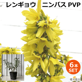 【6本セット】レンギョウ "ニンバス"(PVP)　苗木　高さ約20～30cm　15cmポット入り　4月上旬には豪華な黄色の花が咲く 落葉低木　雑木　おしゃれな庭に　人気の　植木　庭木　ガーデンプランツ　ガーデニング 植木組合より産地直送　植木生産組合直営