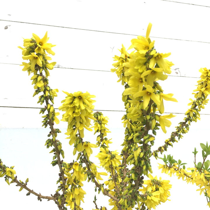 楽天市場 単品販売 レンギョウ ニンバス Pvp 苗木 高さ約 30ｃｍ 15ｃｍポット入り ４月上旬には豪華な黄色の花が咲く 落葉低木 雑木 おしゃれな庭に 人気の 植木 庭木 ガーデンプランツ ガーデニング 植木組合より産地直送 植木生産組合直営 植木組合