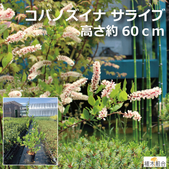 楽天市場 コバノズイナ サライブ 高さ約80ｃｍ 15ｃｍポット入り 紅葉も楽しめる木 落葉低木 雑木 ナチュラル おしゃれな庭に 人気の 植木 庭木 ガーデンプランツ ガーデニング 植木組合より産地直送 植木生産組合直営 植木組合