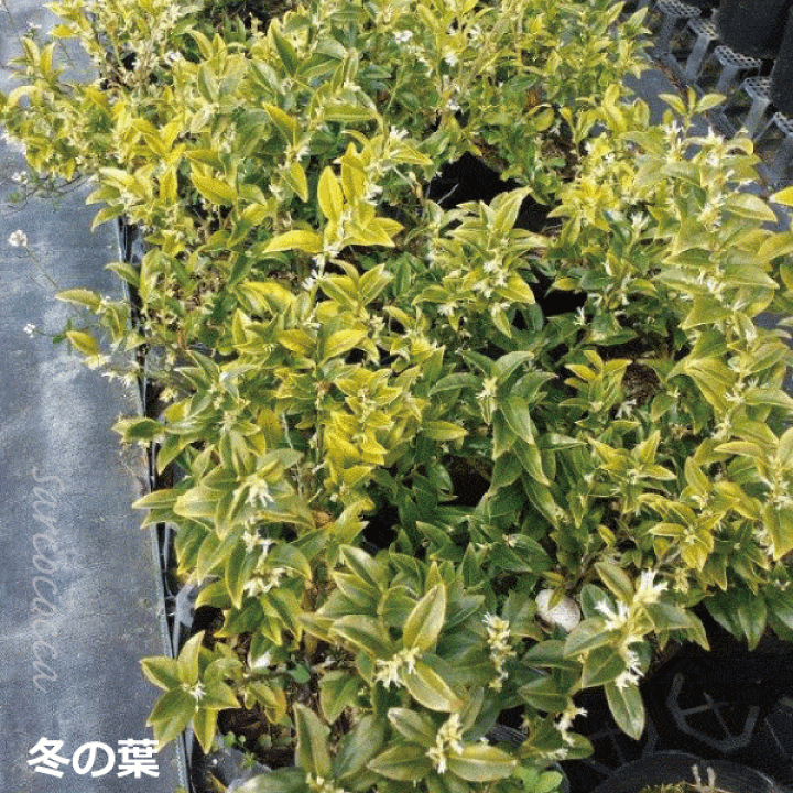 楽天市場 単品販売 サルココッカ 大 15cmポット入り 高さ約30cm 常緑低木 日陰向き 手間いらず おしゃれな庭に 人気の 植木 庭木 ガーデニング 植木組合より産地直送 植木生産組合直営 植木組合 楽天市場 単品販売 サルココッカ 大 15cmポット入り 高さ約30cm 常緑低木 日陰向き 手間いらず おしゃれな庭に 人気の 植木 庭木 ガーデニング 植木組合より産地直送 植木生産組合直営 植木組合