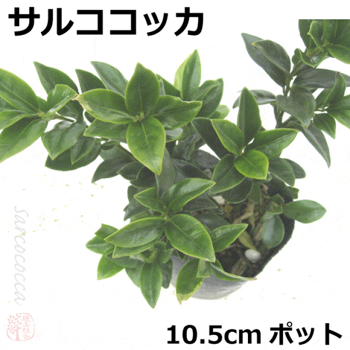 サルココッカ パープルステム 苗（大）高さ約30cm 15cm