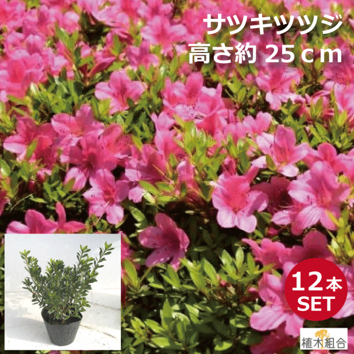 ツツジの咲く頃(フレーム付き) ツツジ開花状況（2025/4/21） クルメツツジ 見頃 ヒラドツツジ 3
