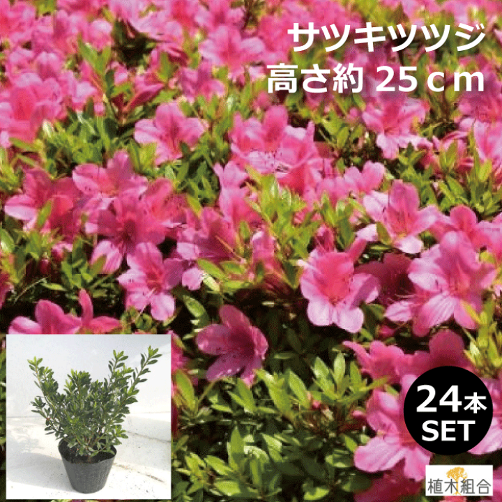 楽天市場】【24本セット】サツキ ツツジ 赤花 高さ約25cm 15cm
