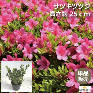 植木 盆栽 つつじの人気商品 通販 価格比較 価格 Com