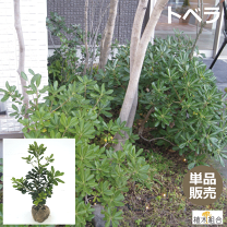 ビバーナム 8号 常緑低木 低木 庭木 丈夫 手入れ楽 : ガーデン