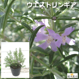 楽天市場 生垣 種類 植物 ローズマリー の通販