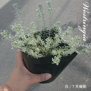 EGXgMA@ t@@X[L[iI[XgA@[Y}[j20cm@15cm|bg@oGK[^@Β؁@Vo[[t@ȒɁ@lĆ@A