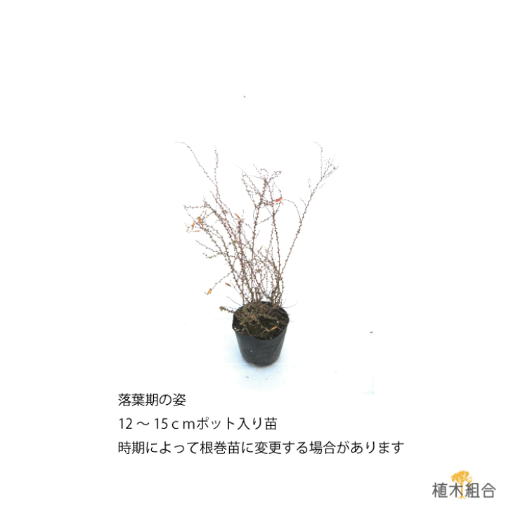 楽天市場 単品販売 ユキヤナギ 白花 高さ約30cm 12 15cmポット入り 落葉低木 冬は落葉した状態です ホワイトガーデン 雪柳 ゆきやなぎ 早春の花 雑木 ナチュラル おしゃれな庭に 人気の 植木 庭木 ガーデニング 植木組合より産地直送 植木生産組合直営 植木組合 楽天市場 単品販売 ユキヤナギ 白花 高さ約30cm 12 15cmポット入り 落葉低木 冬は落葉した状態です ホワイトガーデン 雪柳 ゆきやなぎ 早春の花 雑木 ナチュラル おしゃれな庭に 人気の 植木 庭木 ガーデニング 植木組合より産地直送 植木生産組合直営 植木組合