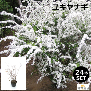ユキヤナギの通販 価格比較 価格 Com