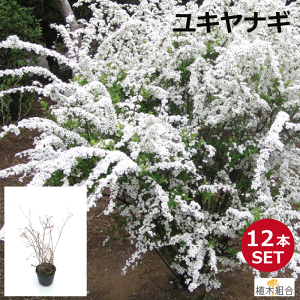 最も優遇の ユキヤナギ 苗木 植木 苗 T1送料無料 本セット 15cmポット 樹高0 4m前後 植木 庭木 Labelians Fr