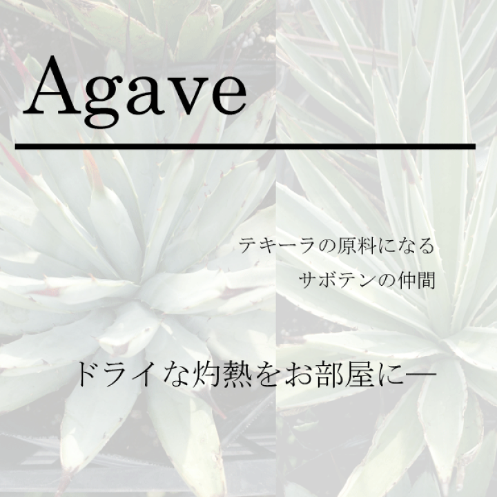 楽天市場】アガベ アメリカーナバリエガータ 15cmポット入り 人気の