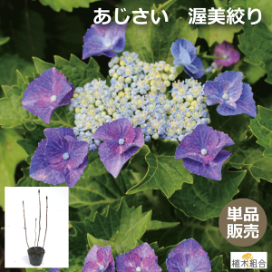 AWTCizԁji@c؁@ 40cm@15cm|bg@A͗pc@lĆ@A؁@؁@K[fvc@Ac~V{@AؑgYn@炫n߁`炫IAy