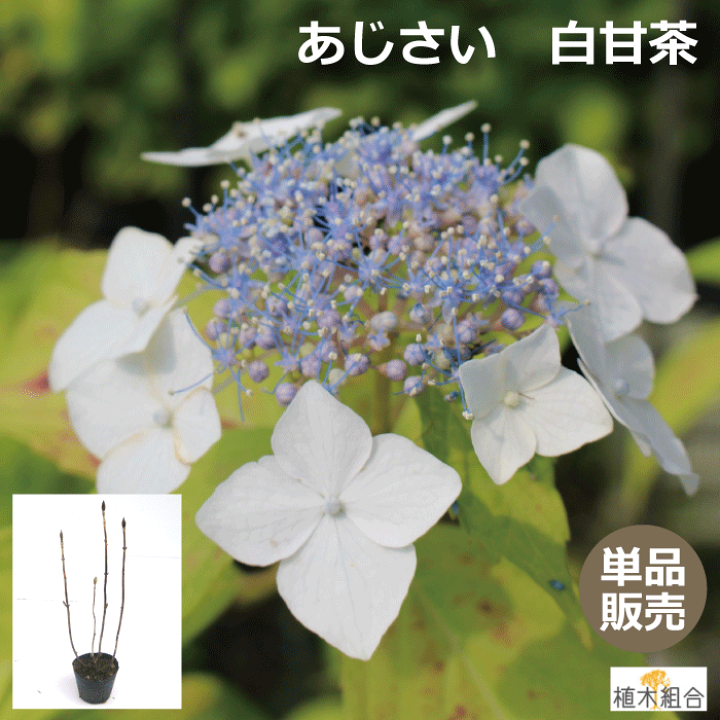 楽天市場 アジサイ 紫陽花 白甘茶 シロアマチャ 苗木 高さ約 40cm 15cmポット入 植栽用苗 人気の 植木 庭木 ガーデンプランツ あまちゃ 植木組合より産地直送 咲き始め 咲き終わり 土壌によって写真と色が若干違う場合があります 植木組合 楽天市場 アジサイ 紫陽花 白甘茶 シロアマチャ 苗木 高さ約 40cm 15cmポット入 植栽用苗 人気の 植木 庭木 ガーデンプランツ あまちゃ 植木組合より産地直送 咲き始め 咲き終わり 土壌によって写真と色が若干違う場合があります 植木組合