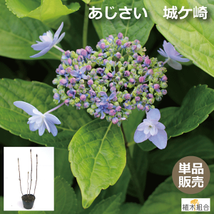 アジサイ ガーデン 農業資材 ガーデニング用品の人気商品 通販 価格比較 価格 Com