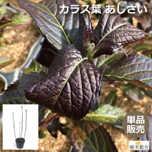 AWTCizԁ@GtjJXt@c؁@ 40cm@RAWTCn@A͗pc@lĆ@A؁@؁@K[fvc@炷@ AؑgYn@A