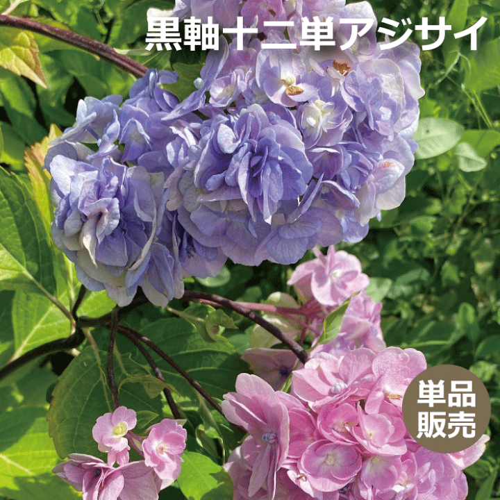 黒軸紫陽花　苗 楽天市場】【屋外管理苗】クロジクアジサイ（黒軸紫陽花） マクロ