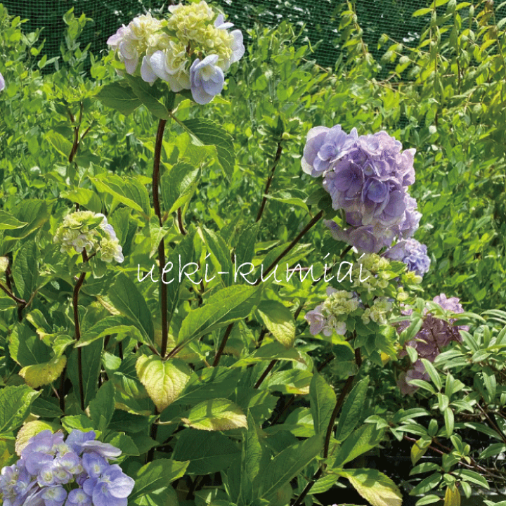 楽天市場】アジサイ 黒軸十二単 八重石化紫陽花 高さ約60cm 根巻苗