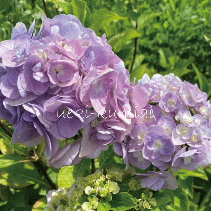 楽天市場】アジサイ 黒軸十二単 八重石化紫陽花 高さ約60cm 根巻苗