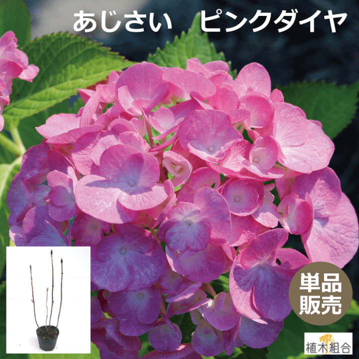 楽天市場 アジサイ 紫陽花 ピンクダイヤモンド 苗木 高さ約 40ｃｍ 15ｃｍポット入 植栽用苗 人気の 植木 庭木 ガーデンプランツ ガーデニング 植木組合より産地直送 咲き始め 咲き終わり 土壌によって写真と色が若干違う場合があります 植木組合