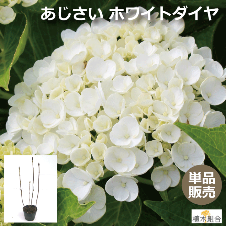 楽天市場】アジサイ（紫陽花）ホワイトダイヤモンド 苗木 高さ約