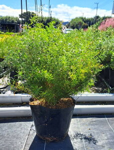 アスパラガス スプレンゲリー 大株 18cmポット入 常緑性 おしゃれな庭に 人気の ガーデンプランツ 苗 ガーデニング 植木組合より産地直送