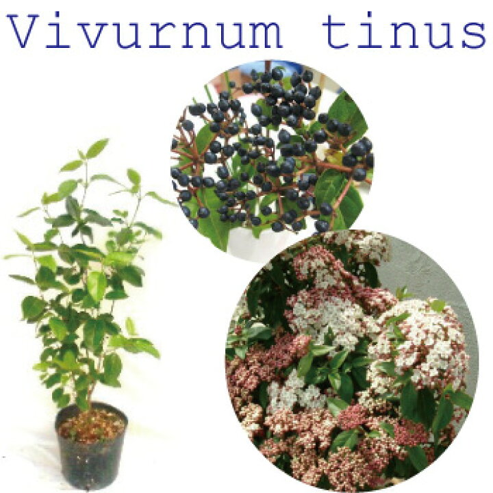 楽天市場 常緑ガマズミ ビバーナム ティヌス 高さ約30ｃｍ 15ｃｍポット入り 常緑低木 おしゃれな庭に 人気の 植木 庭木 ガーデンプランツ ガーデニング 植木組合より産地直送 植木生産組合直営 トキワガマズミ 植木組合