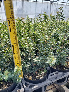 qCM@JIq@30`40cm@15cmi5j|bg@P@PPA@qqCM@S@΁@lĆ@A؁@؁@K[fjO AؑgYn@AؐYg