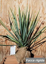 楽天市場】ユッカ リギダ（種類（植物）ユッカ）の通販