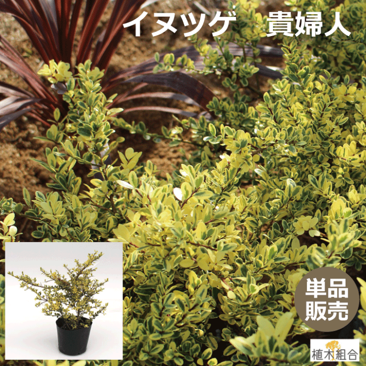 楽天市場 単品販売 イヌツゲ 貴婦人 キフジン 高さ約25ｃｍ 15ｃｍポット入 おしゃれな庭に 人気の 植木 庭木 ガーデニング 植木組合より産地直送 植木生産組合直営 常緑低木 カラーリーフ フイリ 斑入り葉 植木組合