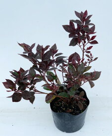 ロドデンドロン　カッパーエバー（赤葉ツツジ）　高さ約25cm　15cmポット入り　低木　常緑　おしゃれな庭に　人気の　植木　庭木　ガーデンプランツ　ガーデニング 植木組合より産地直送　植木生産組合直営