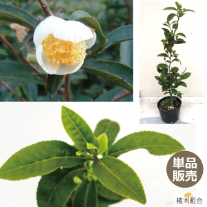 植木 盆栽 お茶の木の人気商品 通販 価格比較 価格 Com