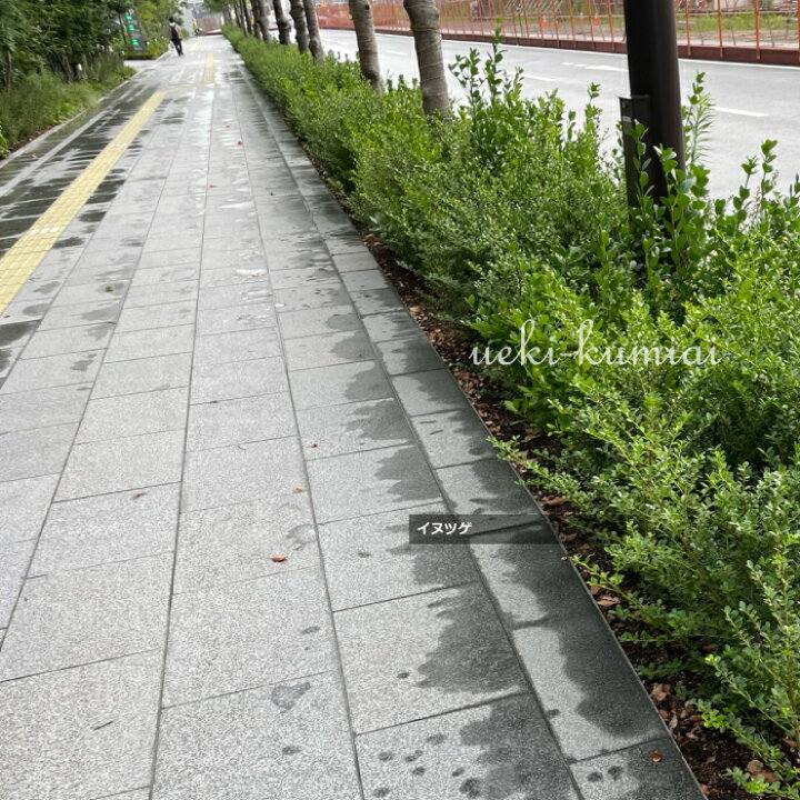 楽天市場】【6本セット】イヌツゲ 高さ約40cm 生垣 縁取り 垣根 