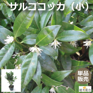 植木 盆栽 日陰の人気商品 通販 価格比較 価格 Com