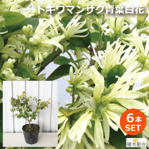 トキワマンサク 白 盆栽 植木の人気商品 通販 価格比較 価格 Com トキワマンサク 白 盆栽 植木の人気商品 通販 価格比較 価格 Com
