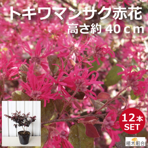 植木 盆栽 マンサクの人気商品 通販 価格比較 価格 Com 植木 盆栽 マンサクの人気商品 通販 価格比較 価格 Com