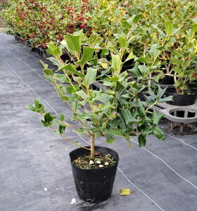 `Cj[Yz[[@30cm@15cmi5j|bg@mA@΁@lĆ@A؁@؁@K[fjO AؑgYn@AؐYgcytwł܂z