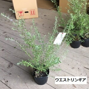 yZbg̔zEGXgMA@iI[XgA@[Y}[j@劔@30cm@15cm|bg@Β؁@ȒɁ@lĆ@A؁@؁@K[fvc@K[fj
