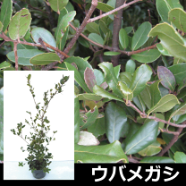 楽天市場】庭木 ウバメガシの通販