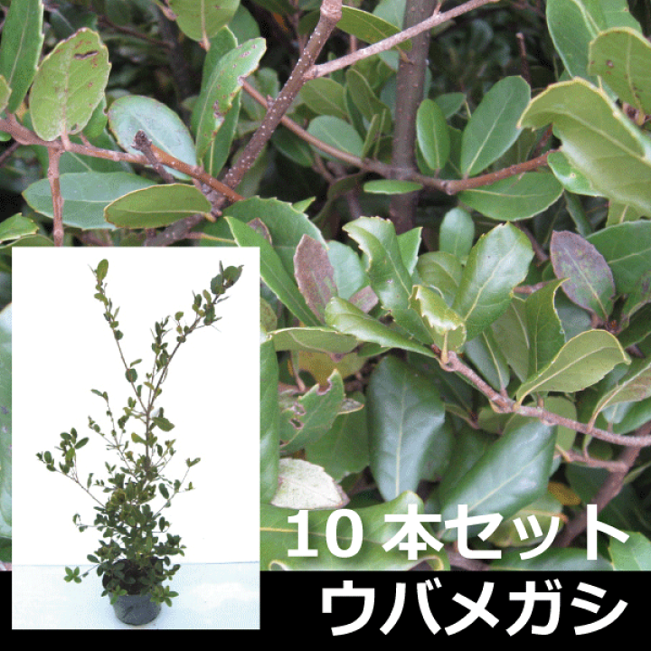 楽天市場】【10本セット】ウバメガシ（姥目樫） 高さ約80cm～1.0m