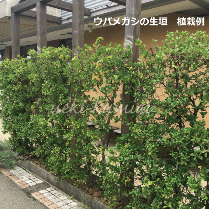 楽天市場】【10本セット】ウバメガシ（姥目樫） 高さ約80cm～1.0m